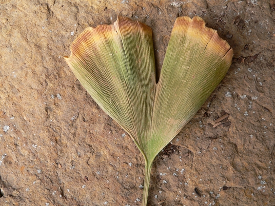 {Ginkgo biloba}
